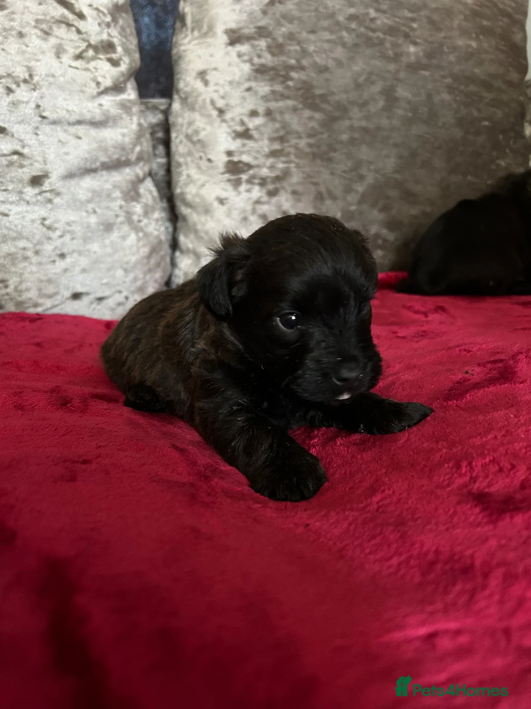 Mixed Breed dogs for sale: adorable westiepoo puppies looking for a love home - Advert 2