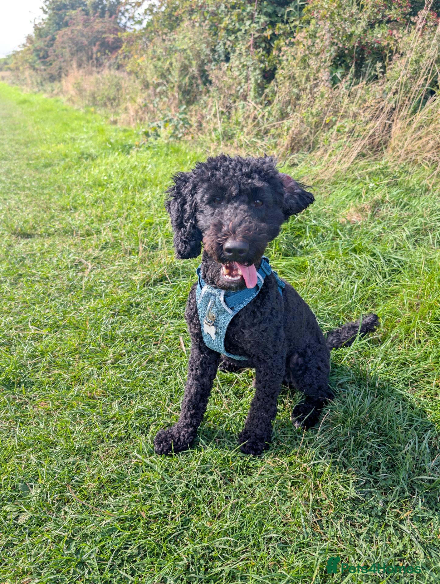 Cockapoo dogs for sale: Ted – Looking for His Forever Home - Advert 1