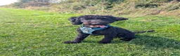 Cockapoo dogs for sale: Ted – Looking for His Forever Home - Advert 1