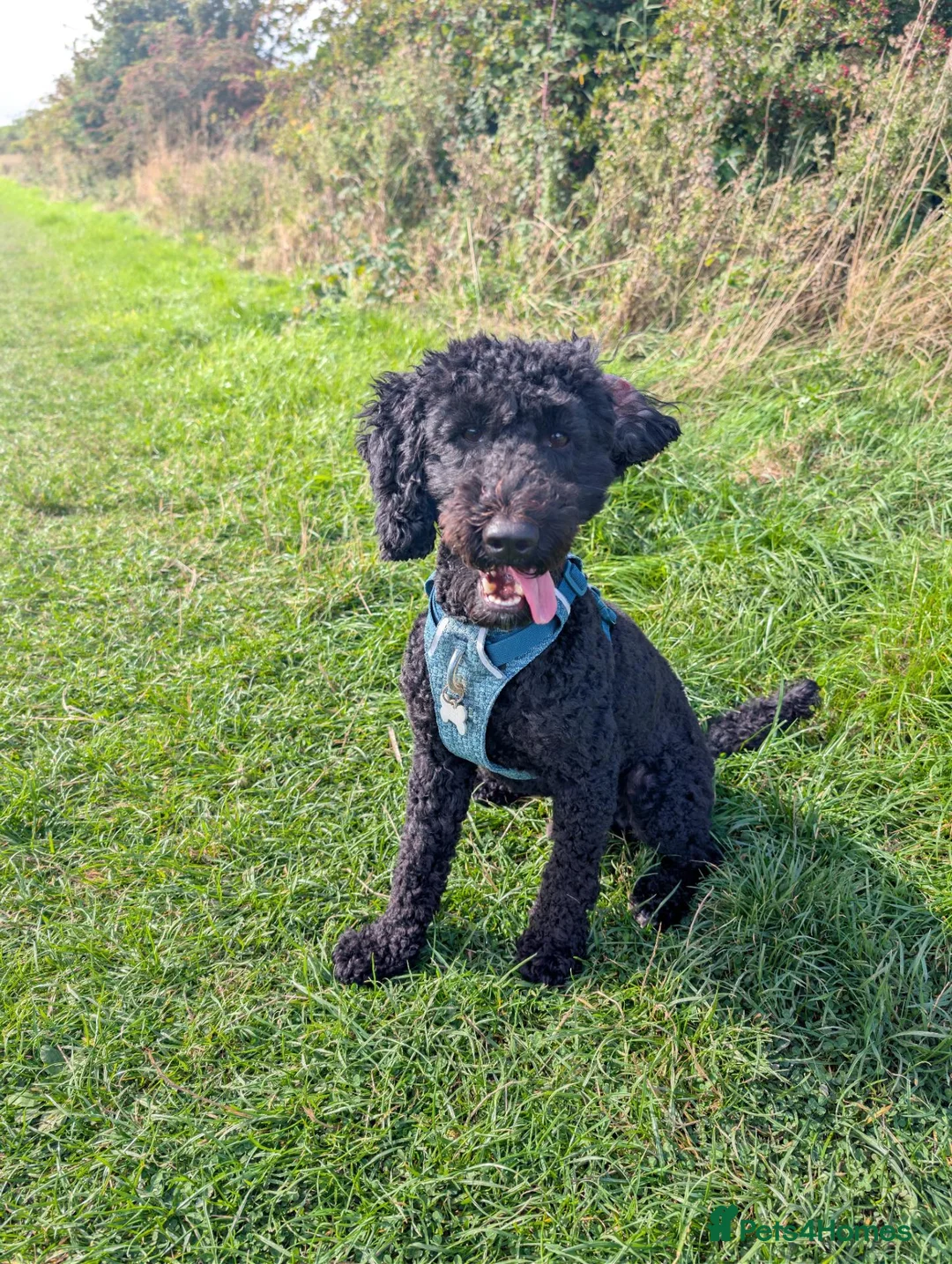 Cockapoo dogs for sale: Ted – Looking for His Forever Home - Advert 1
