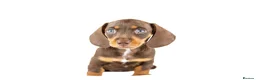 Miniature Dachshund dogs for sale: Kc reg miniature dachshunds  - Advert 16