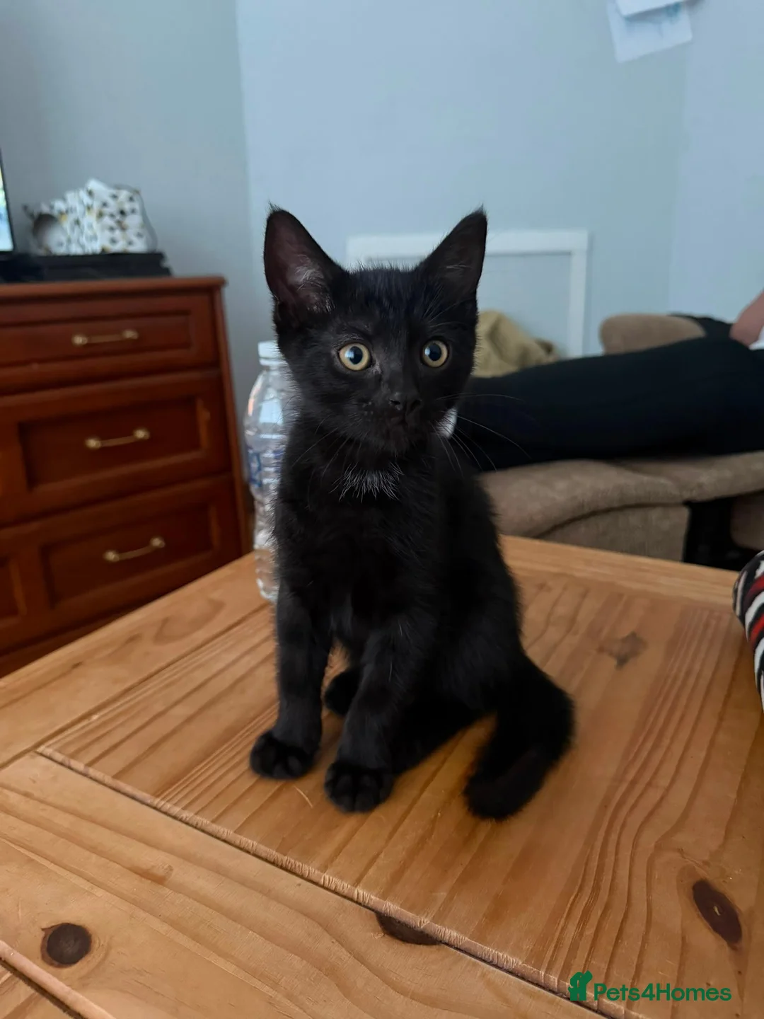 Mixed Breed cats for sale:  4 Black Kittens Looking for Their Forever Homes  in Bridlington - Advert 1