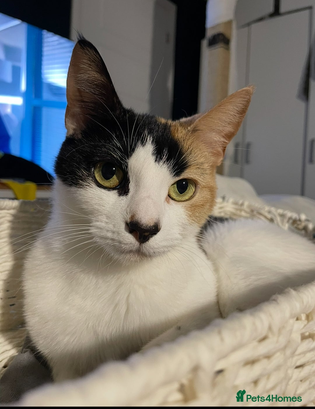 Domestic Shorthair cats for sale: Family cat needs a new home - Advert 6