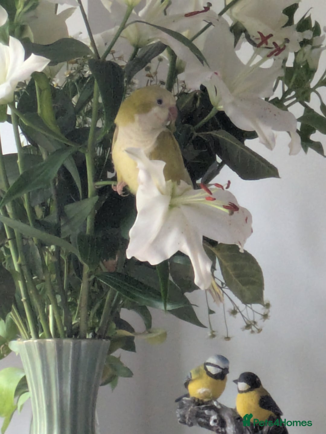 Parakeets birds for sale: Males and females DNA tested Quaker parrots babies - Advert 18