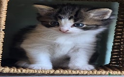 Scottish Fold cats for sale: 3 male scottish folds - Image 1