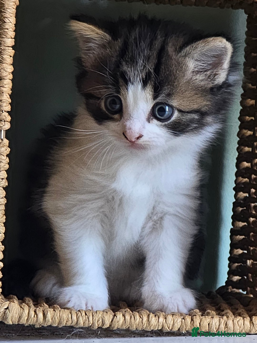 Scottish Fold cats for sale: 3 male scottish folds - Image 1