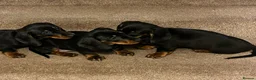 Dachshund dogs for sale: 💕dachshund puppies💙 - Advert 4