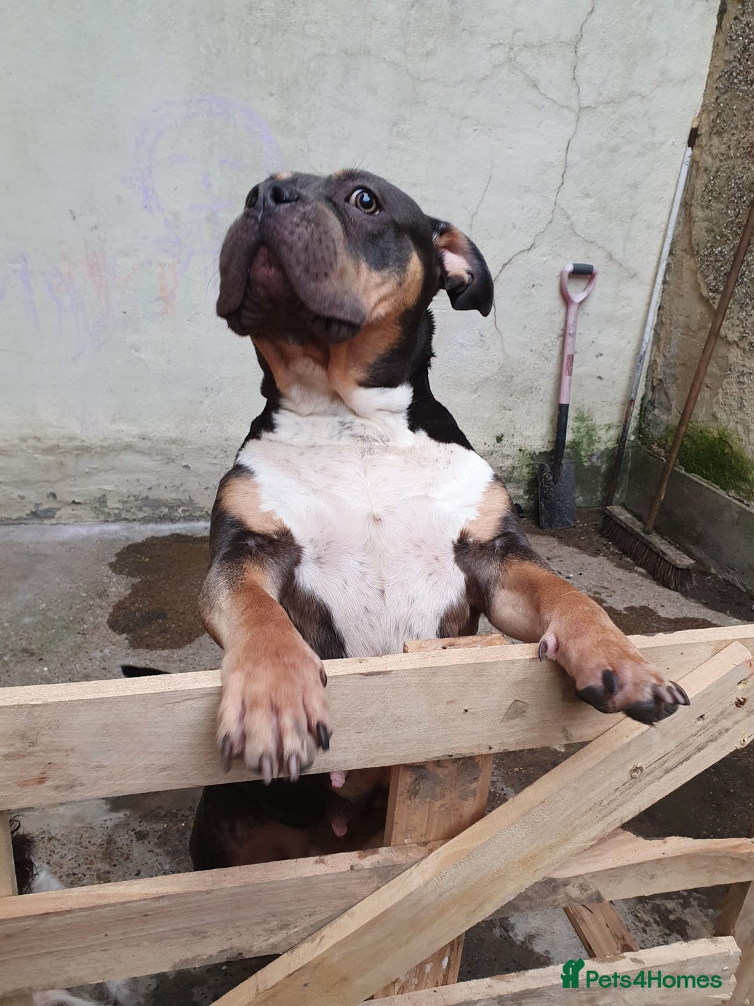 Mixed Breed dogs for sale: Bully cross - Image 1