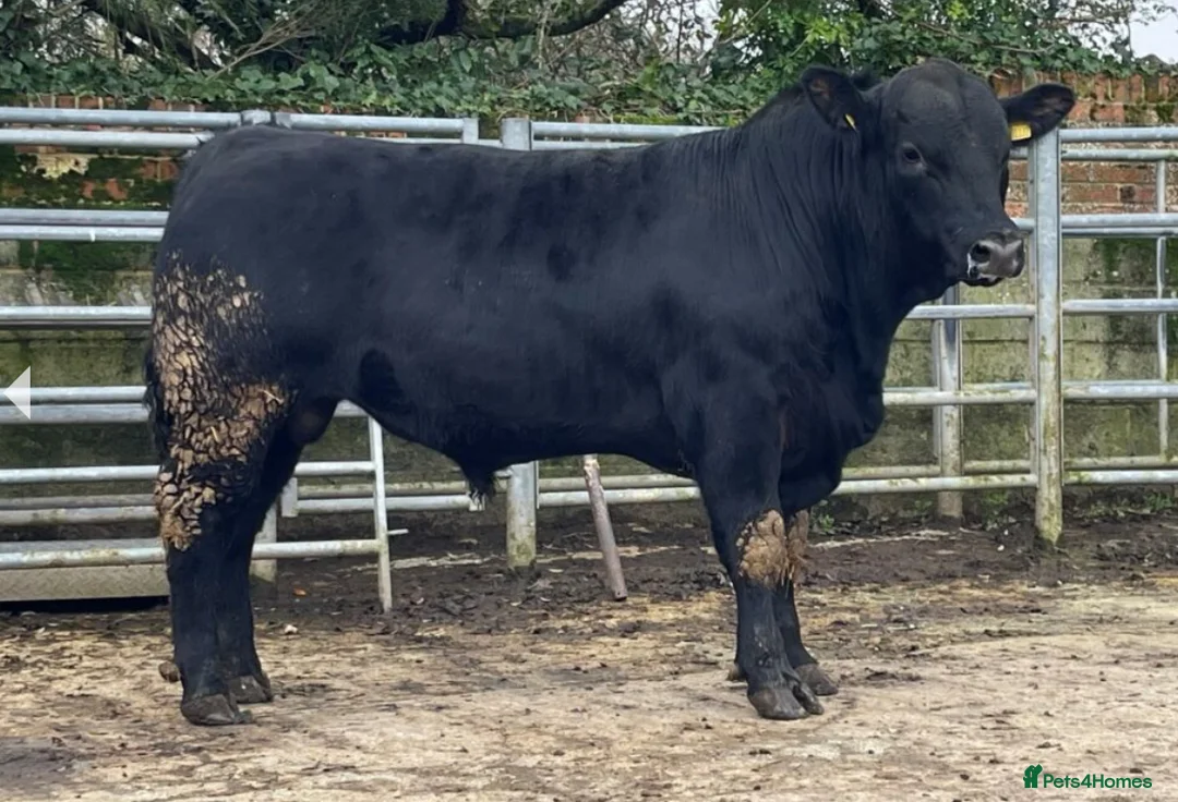 Cows & Bulls livestock for sale: Kestrel - Advert 3