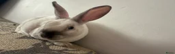 Rex rabbits for sale: Lianne - Advert 3
