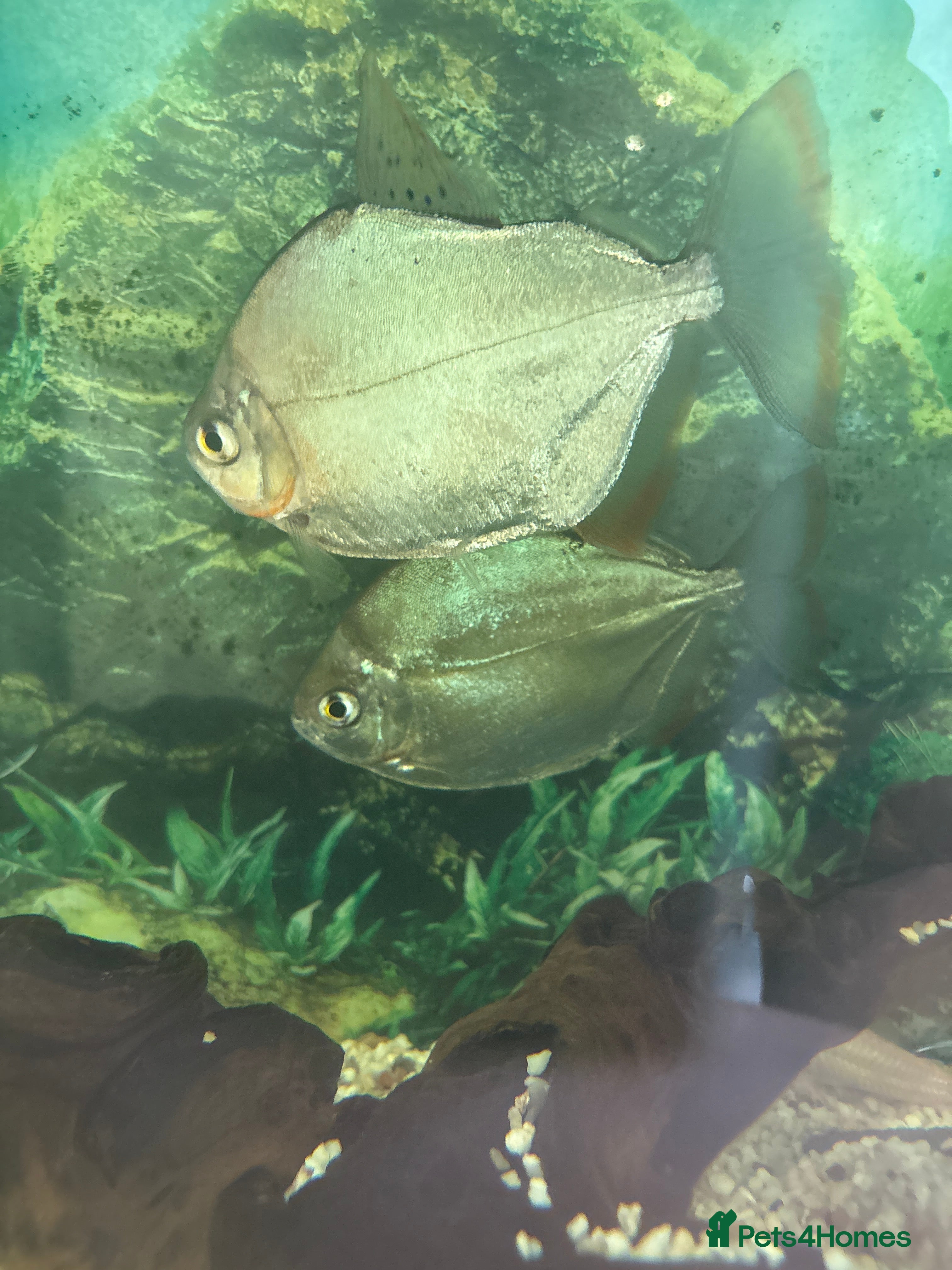 Other/Mixed Breed fish two Silver dollar  - Advert 1