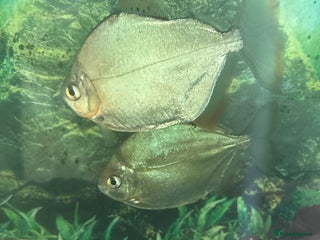 Other/Mixed Breed fish - Advert 19