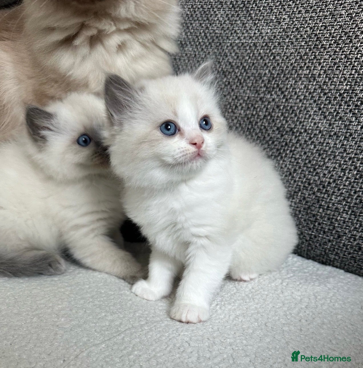 Ragdoll cats LAST 2 REMAINING! Beautiful Litter of Ragdolls - Advert 2
