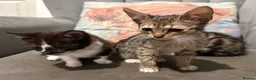 Mixed Breed cats for sale: Kittens ready now  - Advert 5