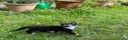 Mixed Breed cats for sale: Five kittens ready to go - Advert 9