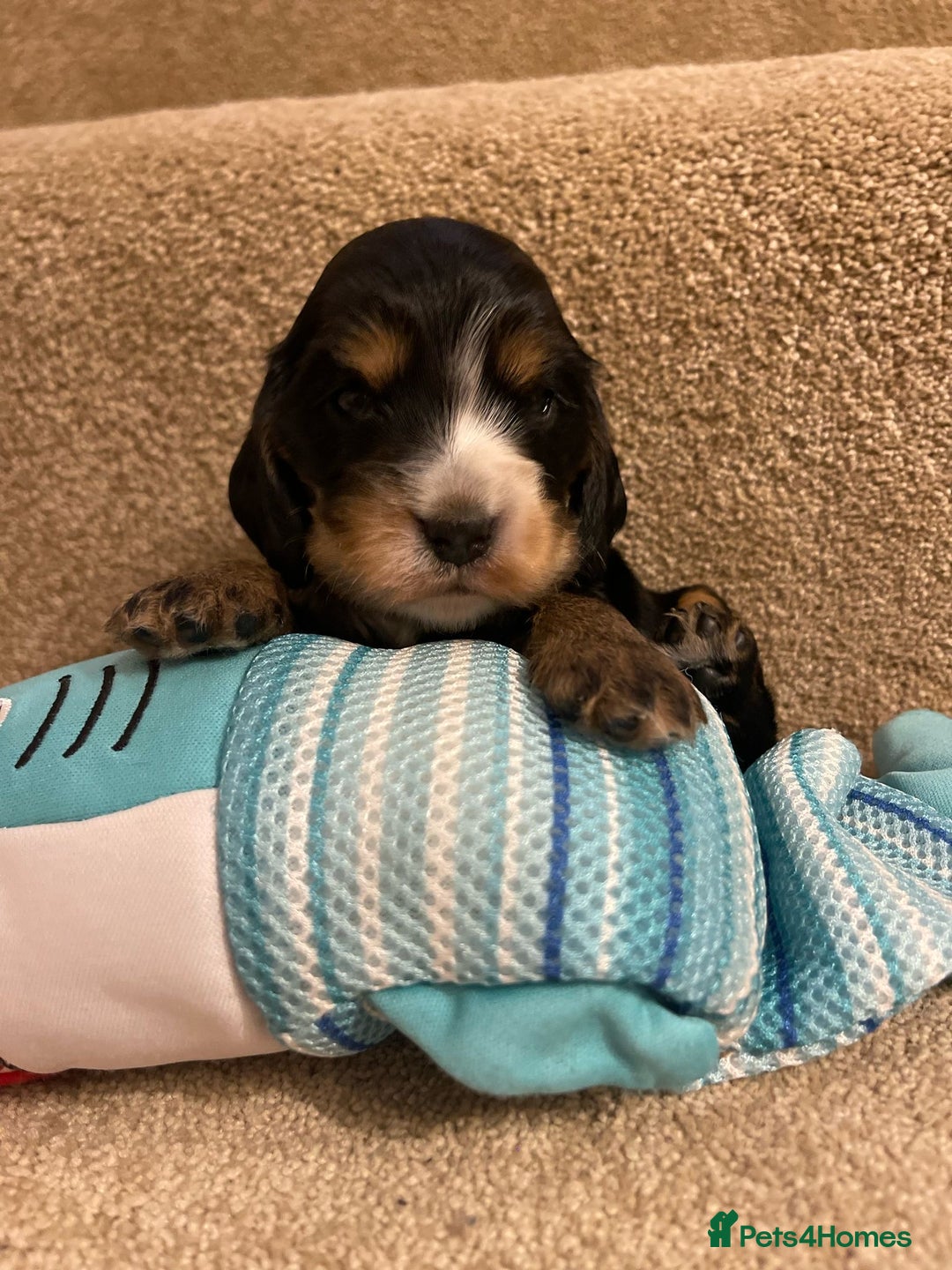 Cocker Spaniel dogs for sale: Show Cocker Spaniel’s  - Image 5
