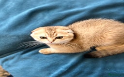 Scottish Fold cats for sale: Gold Chinchilla Scottish fold baby’s  - Image 12