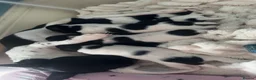 Jack Russell dogs for sale: Jack Russell pups - Advert 1