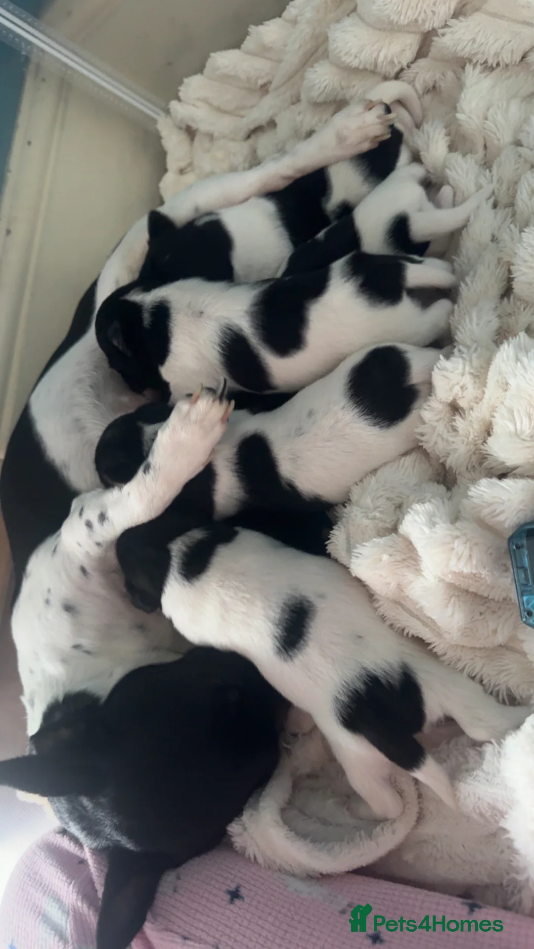 Jack Russell dogs for sale: Jack Russell pups - Advert 1