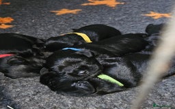 Miniature Schnauzer dogs for sale: Miniature Schnauzer puppies - Image 1