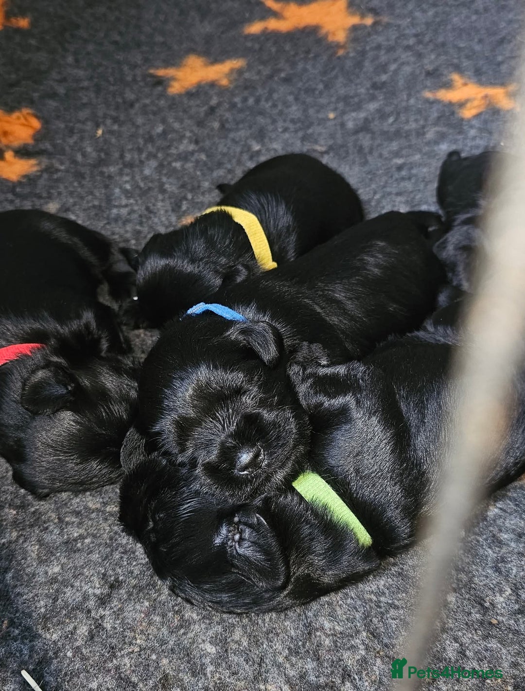Miniature Schnauzer dogs for sale: Miniature Schnauzer puppies - Image 1