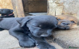 Mixed Breed dogs for sale: Rottweiler/cane corso puppies - Image 7