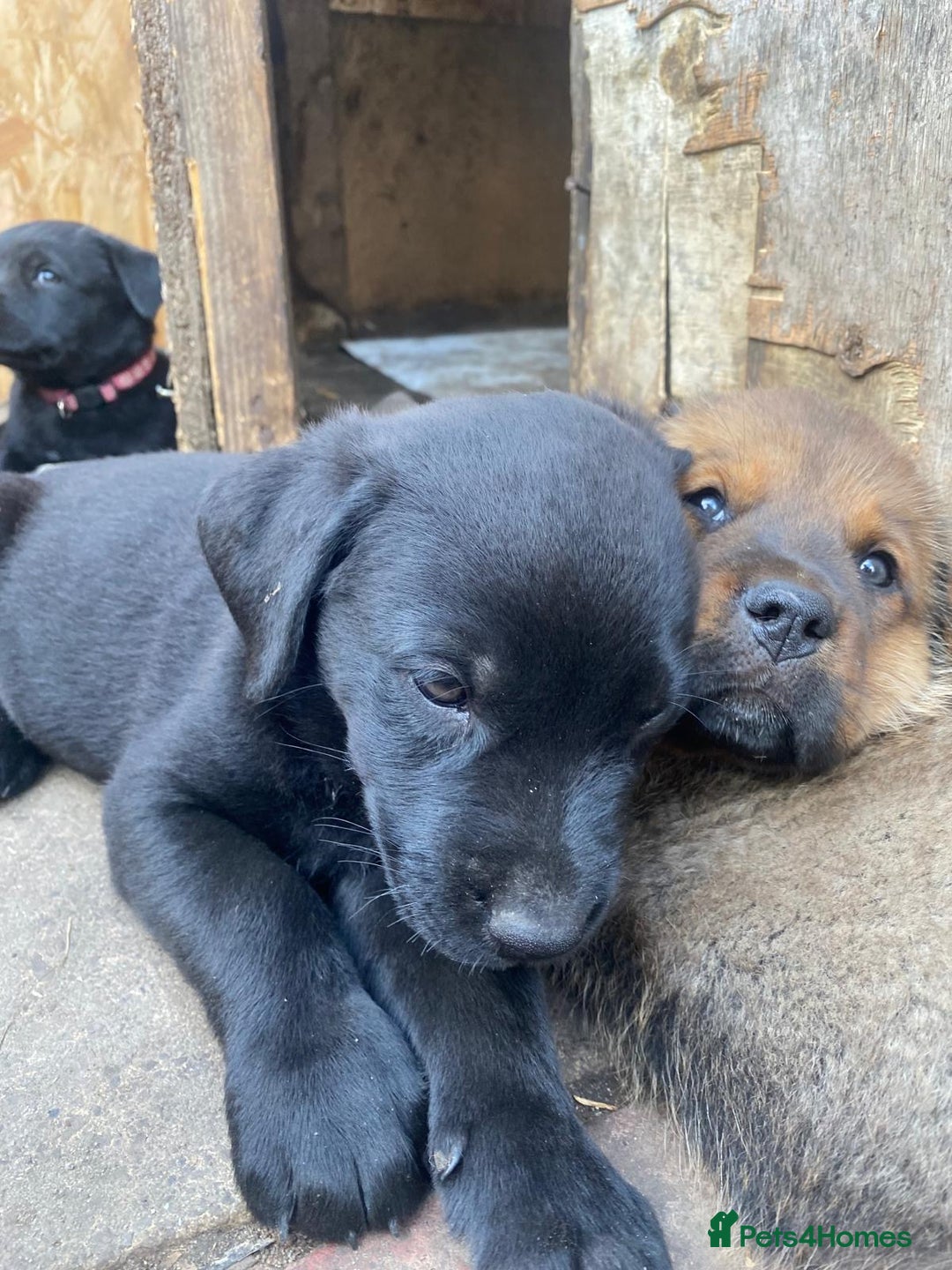 Mixed Breed dogs for sale: Rottweiler/cane corso puppies - Image 7