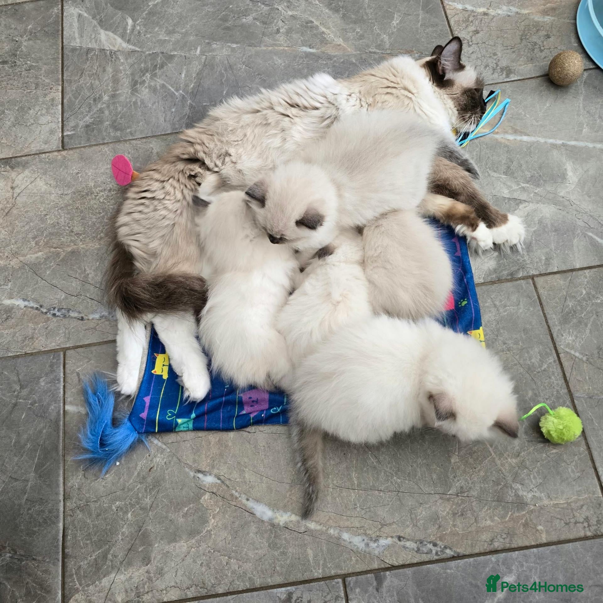 Ragdoll cats Adorable Ragdoll kittens looking for loving homes! - Advert 2