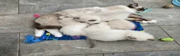 Ragdoll cats for sale: Adorable Ragdoll kittens looking for loving homes! - Advert 2