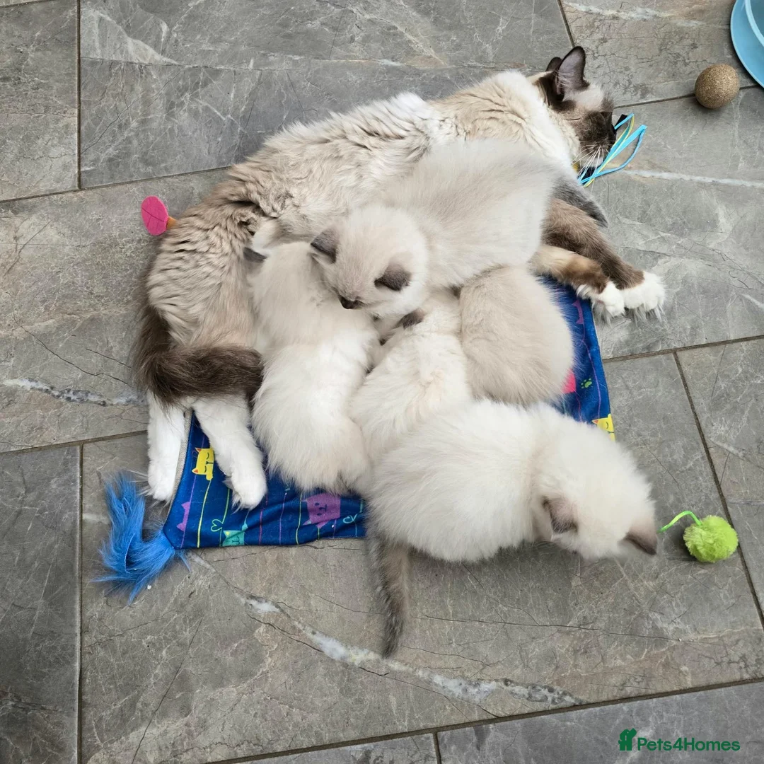 Ragdoll cats for sale: Adorable Ragdoll kittens looking for loving homes! - Advert 2