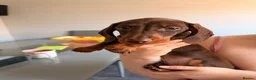 Miniature Dachshund dogs for sale: KC miniature dachshund  - Advert 3