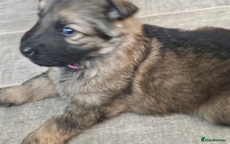 German Shepherd dogs for sale: German shepherd puppies - Image 4