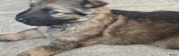 German Shepherd dogs for sale: German shepherd puppies - Advert 4