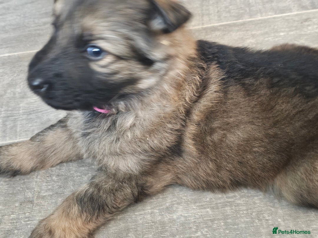 German Shepherd dogs for sale: German shepherd puppies - Image 4