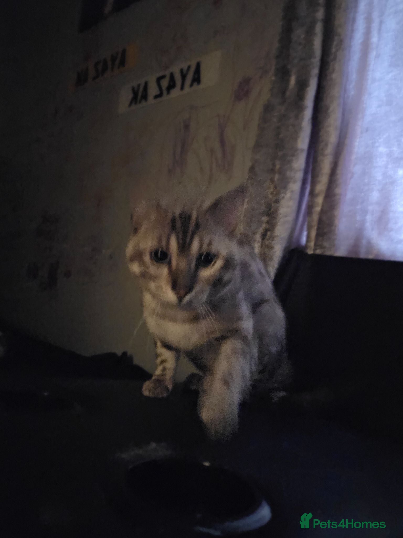 Bengal cats  Beautiful Snow bengal called snow - Advert 3