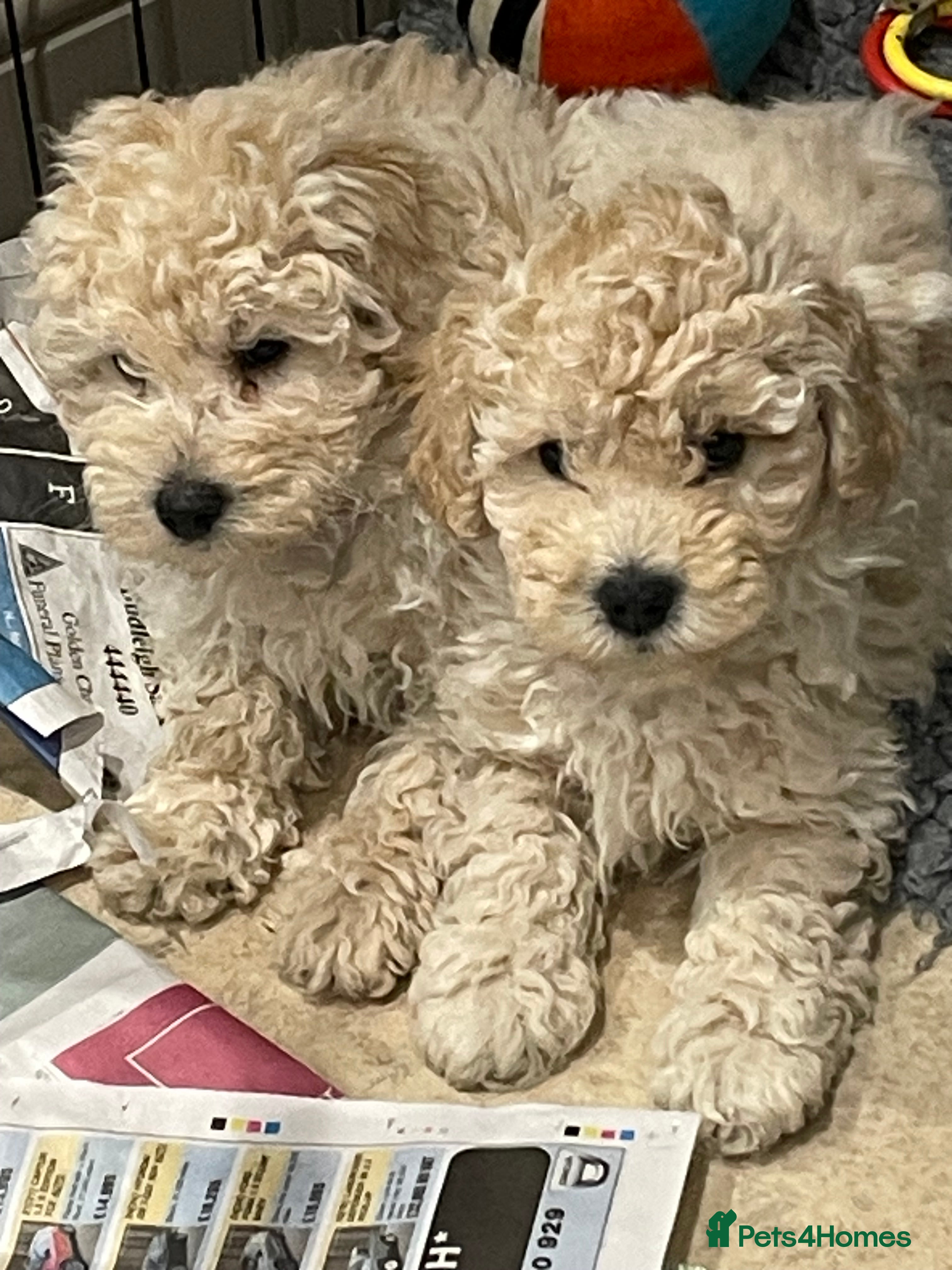 Mini Goldendoodle dogs Miniature double doodle puppies - Advert 6