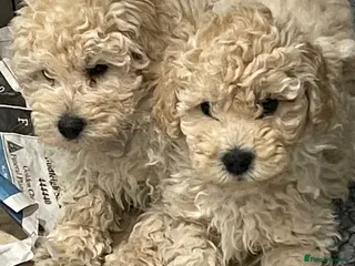 Mini Goldendoodle dogs Miniature double doodle puppies - Advert 6