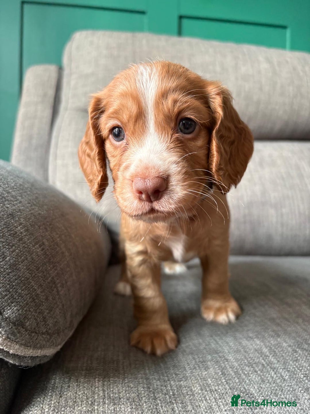 Cocker Spaniel dogs for sale: Working Cocker Spaniel puppy’s  - Advert 4