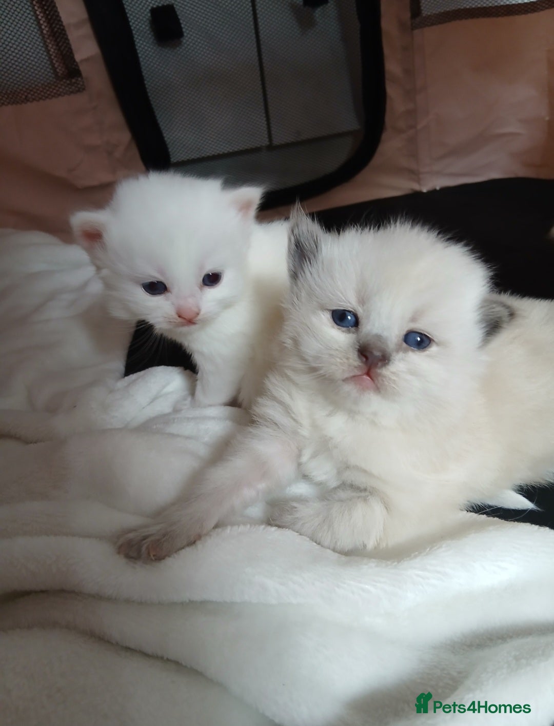 Turkish Angora cats Angoradoll Kittens - 2 available  - Advert 7