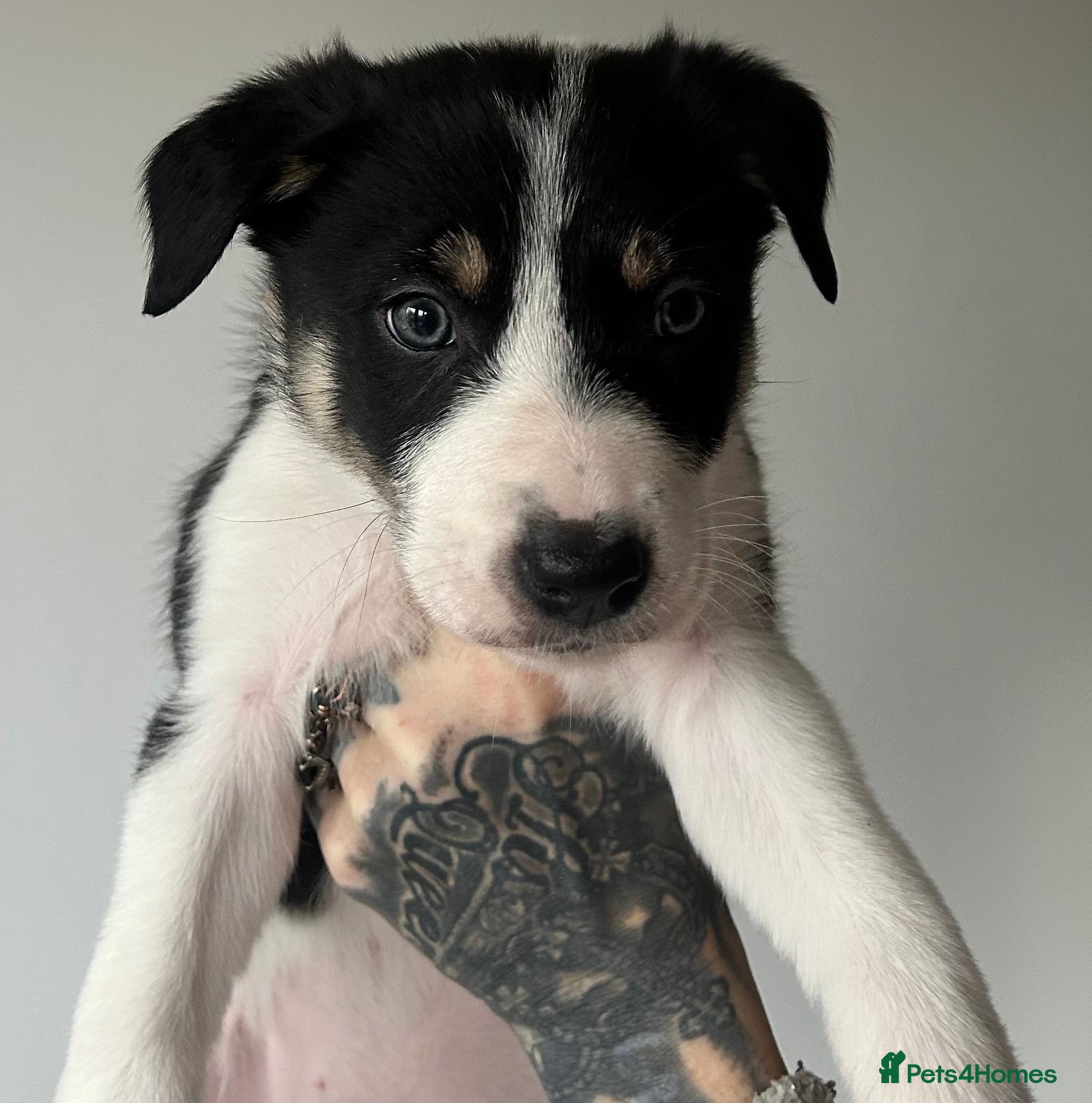 Border Collie dogs Beautiful border collies for sale  - Advert 1