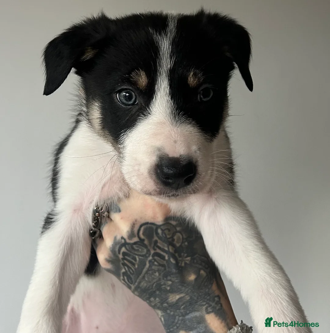 Border Collie dogs for sale: Beautiful border collies for sale  - Advert 1