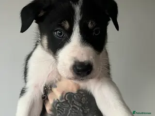 Border Collie dogs Beautiful border collies for sale - Advert 1