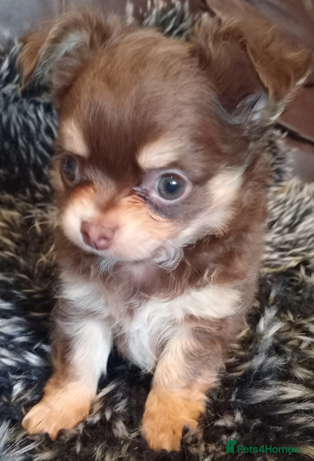 Chihuahua dogs for sale: Chihuahua long coat puppies in Peterborough - Advert 24