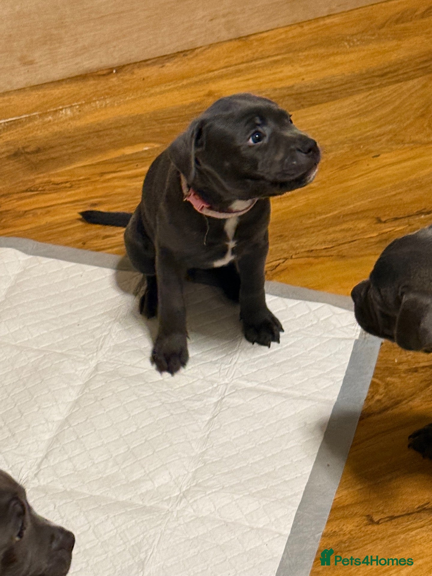 Staffordshire Bull Terrier dogs for sale: Beautiful kc registered Staffords bull terrier  - Advert 2