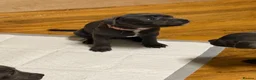Staffordshire Bull Terrier dogs for sale: Beautiful kc registered Staffords bull terrier  - Advert 2