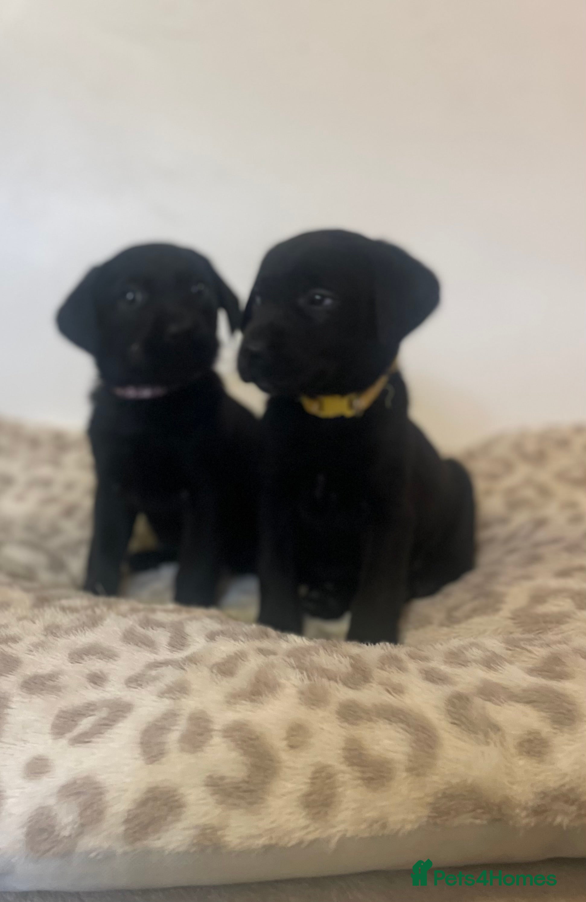 Labrador Retriever dogs Beautiful girl ready now - Advert 7