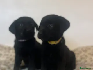 Labrador Retriever dogs Beautiful girl ready now - Advert 7