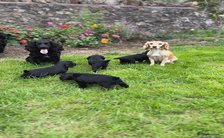 Cocker Spaniel dogs - Advert 12