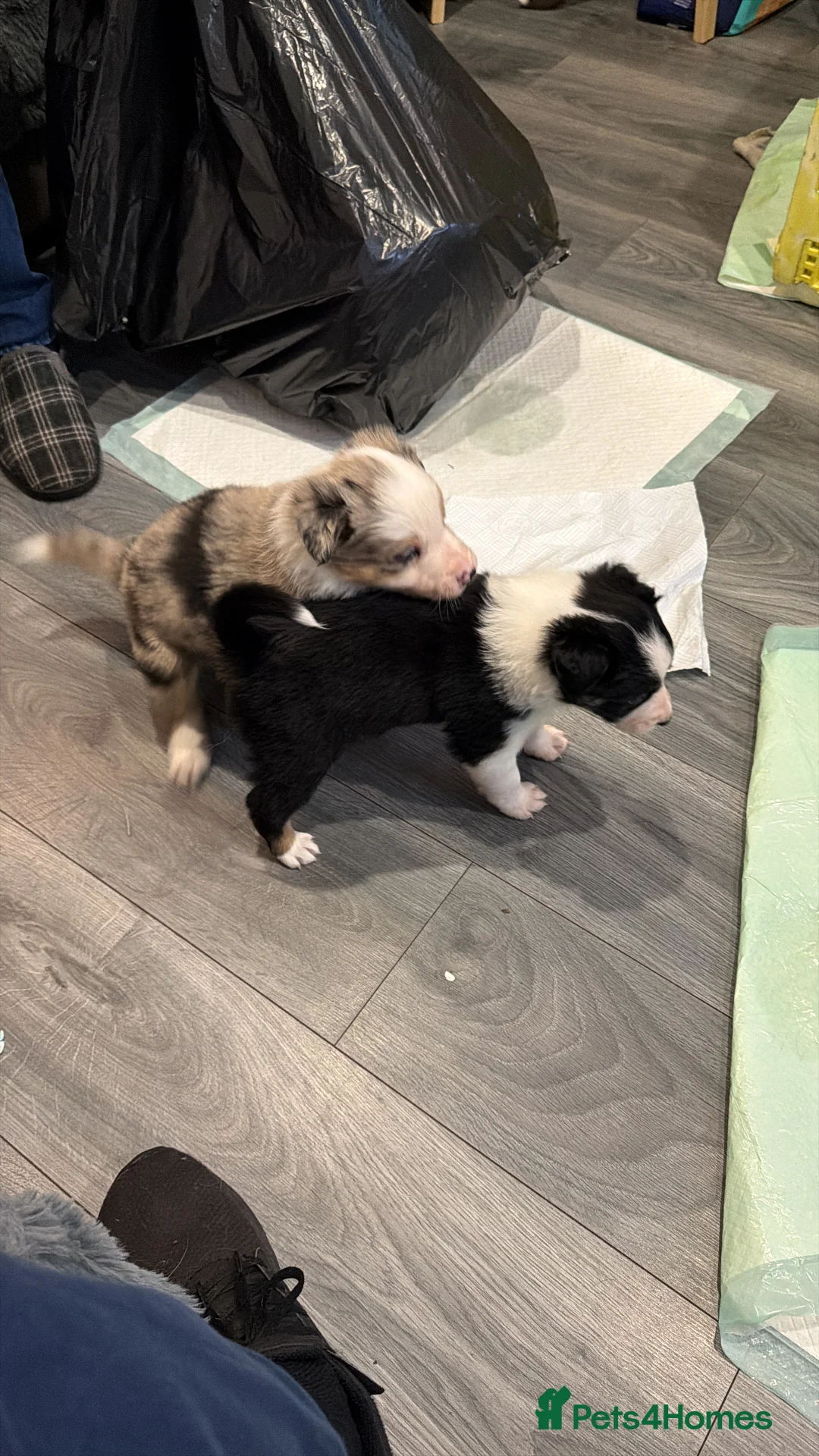 Mixed Breed dogs for sale: Stunning Border Collie Cross Puppies Family Raised - Advert 17