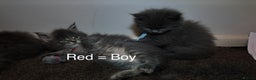 Maine Coon cats for sale: Beautiful Mainecoon Kittens Maine Coon Purebred - Advert 5